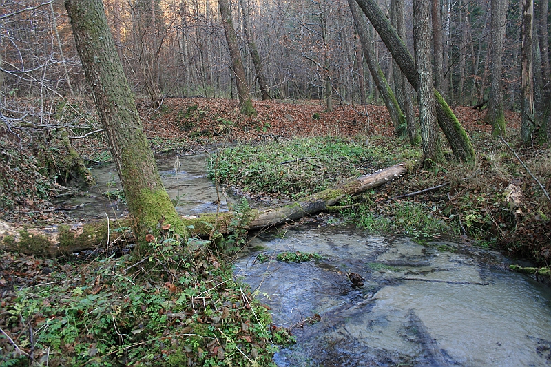 Rostoczek 11.2008 440